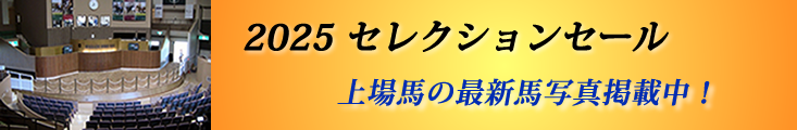 販売馬最新情報